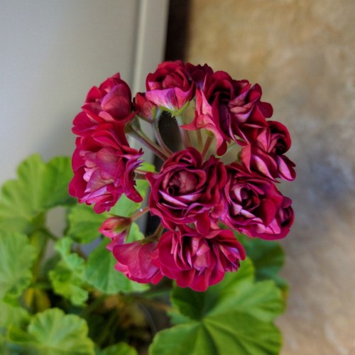 Pelargonium 'Rose of Bulgaria' - Pelargoon 'Rose of Bulgaria' P9/0,55L
